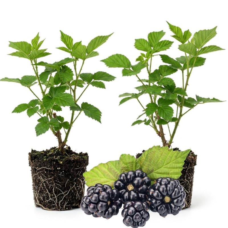 2 Osage BlackBerry Live Plants, Berry Fruit Bush, 4-7 Inch Tall