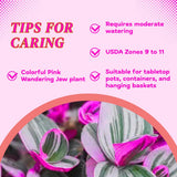 Pink Wandering Jew Live Plant, Desk Shelf Plant, 3-5 Inch Tall, 3 Inch Pot