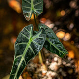 2 Dark Green Alocasia Live Plants, Hardy Garden Plant, 4-6 Inch Tall