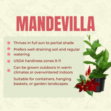 2 Vibrant Red Live Mandevilla Plants, Live Starter Plant, 4-8 Inch Tall