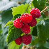2 Red Raspberry Live Plants, Home Garden Plant, 4-6 Inch Tall