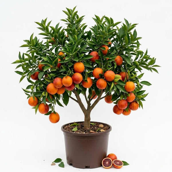 Blood Orange Live Plant in 1 Gallon Pot, 24–30 Inch Tall