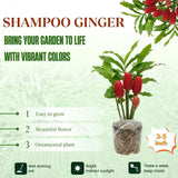 2 Shampoo Ginger Live Plant 3-5" Tall