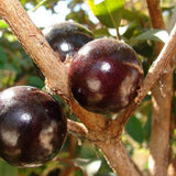 Jaboticaba Live Plant, Outdoor Garden Fruit Tree, 1 Ft Tall