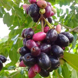 Black Java Plum Live Plant, 4 Inch Pot