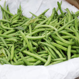 Green Bean Plant Live, Garden Vegetable Plant, 4 Inch Pot