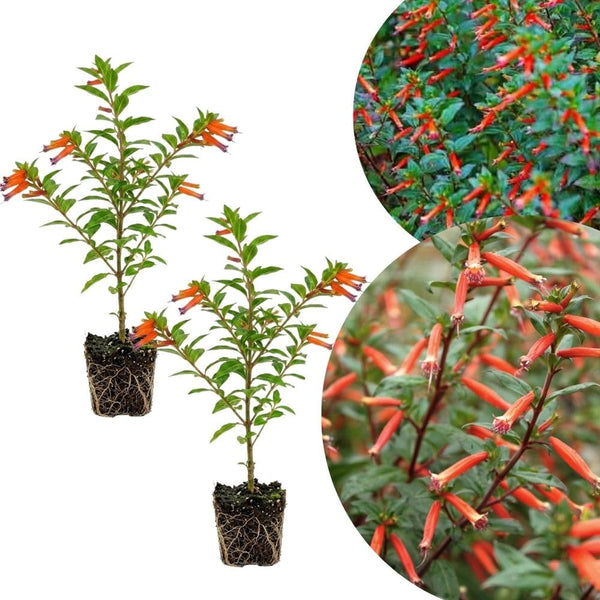 2 Orange Cuphea Plant 5-7 Inch Tall