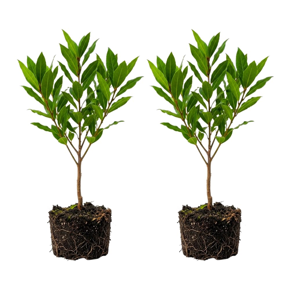 2 Bay Leaf Live Plants, Laurus Nobilis Plant, 4-6 Inch Tall