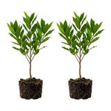 2 Bay Leaf Live Plants, Laurus Nobilis Plant, 4-6 Inch Tall