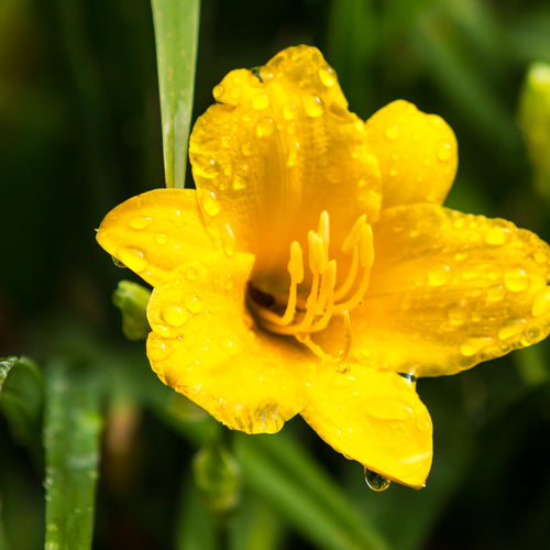 10 Yellow Daylily Bulbs, Patio Container Plant