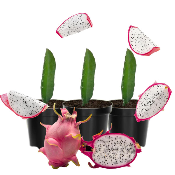 3 White Dragon Fruit Plants Live, Fast Growing Fruit Cactus, 3-6 Inch Tall