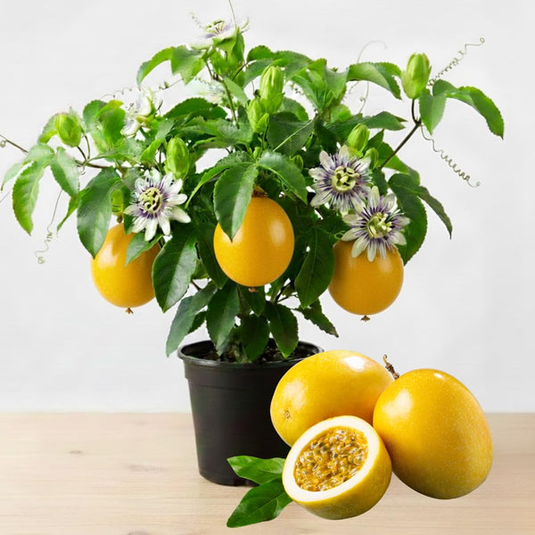 Yellow Live Passion Fruit Plant, Well-Rooted Starter Plant, 4-6 Inch Tall