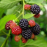 2 Navaho BlackBerry Live Plants, Berry Plant, 4-7 Inch Tall