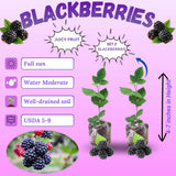 2 Osage Blackberries Plant Live, Sweet Fruit, 4-7 Inch Tall