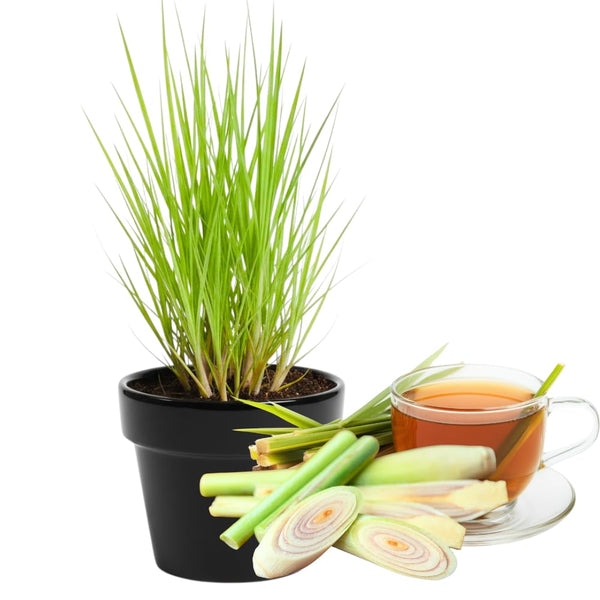 3 Lemongrass Plants Live, Home Garden Plant, 4-6 Inch Tall
