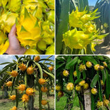 3 Yellow Dragon Fruit Trees Live Plants, Outdoor Garden Fruit Plant
