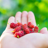2 Red Mulberry Tree Live Plant, Edible Fruit, 6-8" Tall