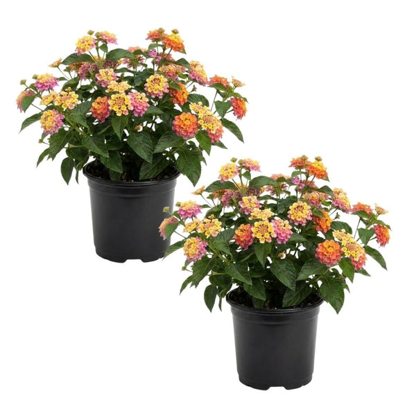 Set 2 Multi-Colored Lantana Live Plant 4-6 Inches Tall