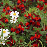 2 Purple Red Cuphea Live Plants, Garden Plant, 4-6 Inch Tall