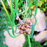 100 Egyptian Walking Onion Seeds, Heirloom Onion Seeds
