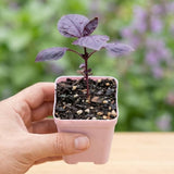 Purple Basil Live Plant, Fragrant Herb, 2-3 Inch Tall