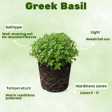 3 Greek Basil Plants Live, Basil Herb Plant Live, 4-7 Inch Tall
