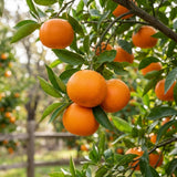 Tangerine Tree Live Plant, Sweet Seedless Citrus Tree, 2-3 Ft Tall