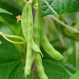 Green Bean Live Plants in 4" Pot, 3-6" Seedlings, Vegetable Starter Plants