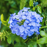 3 Blue Plumbago Live Plants, Well-Rooted Starter Plant, 5-7 Inch Tall