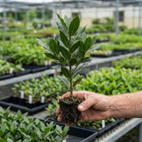 Bay Laurel Tree Live Plant, Fragrant Herb Plant, 4-7 Inch Tall