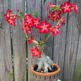 Red Live Desert Rose Plant, Garden Plant, 4-6 Inch Tall