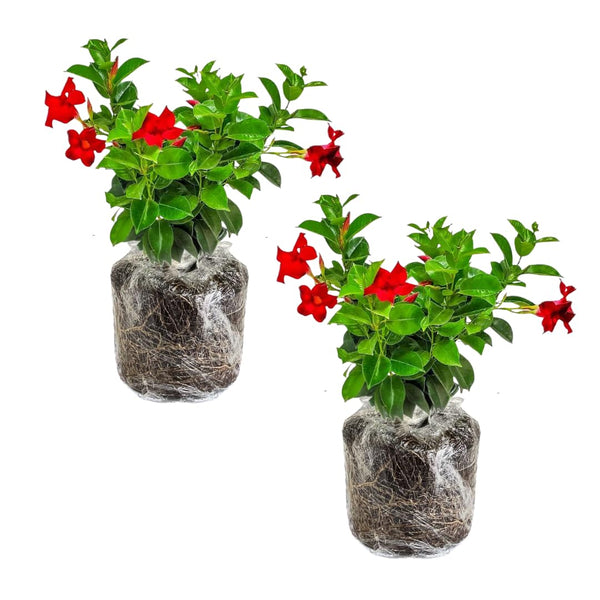 2 Bright Red Mandevilla Live Plants, Mandevilla Live Plant, 4-6 Inch Tall
