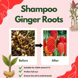 5 Ginger Roots, Culinary Herb Plant