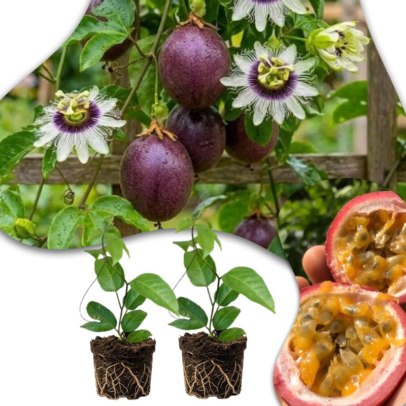 Set 2 High-yielding Passion Fruit Plants Live, Fast-Growing Passionfruit Vine Live Plants Tree for Full Sun Growing, Summer Planting, 4-7 Inches, No Pot, Hardy Tropical Trellis Planting