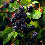 2 Sweetie Pie Blackberries Plant Live, Sweet Fruit, 4-7 Inch Tall