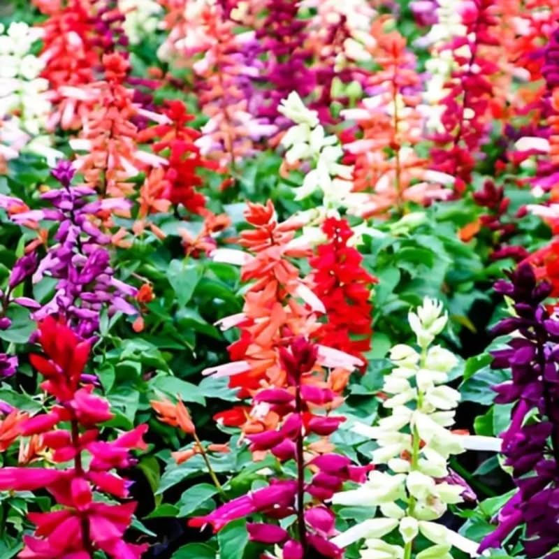 4 Random Salvia Sage Bushes, Bloom Plant, 4-6 Inch Tall