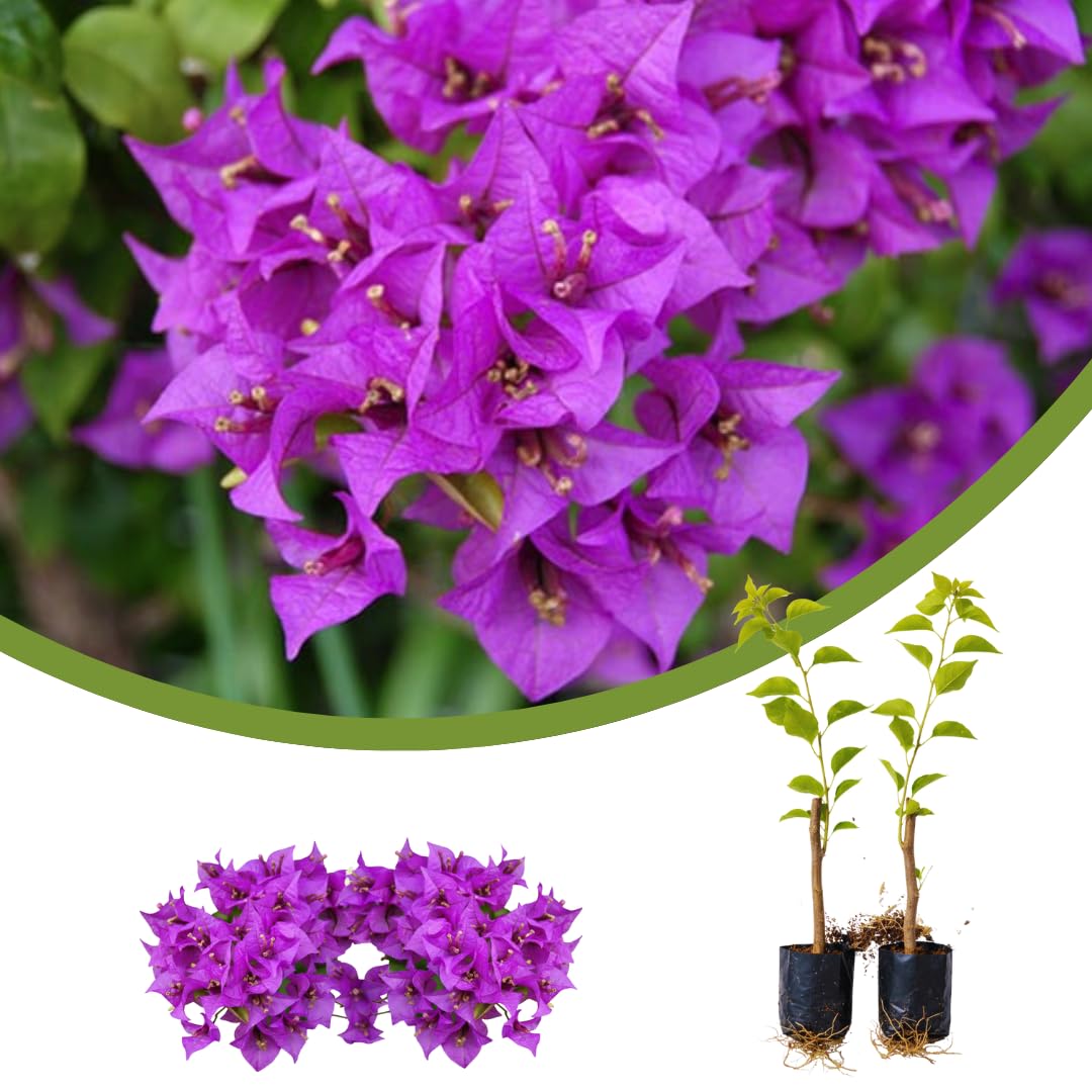 2 Purple Bougainvillea Plants Live, Patio Container Plant, 5-7 Inch Tall