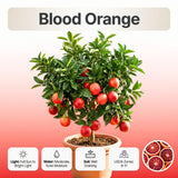 Orange Tree Plant Live, Citrus Fruit Tree, 1-2 Ft Tall, 1 Gallon Pot