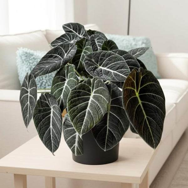 Velvet Alocasia Live Plant, Rare Tropical Plant, 2-4 Inch Tall