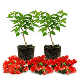 Set 2 Bougainvillea Plants Live Trees, Very Hardy 4-7" Tall, Vibrant Flowering Shrubs for Outdoor Garden, Patio, or Container Planting, No Pot (Red Bougainvillea)