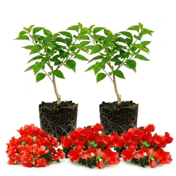Set 2 Bougainvillea Plants Live Trees, Very Hardy 4-7" Tall, Vibrant Flowering Shrubs for Outdoor Garden, Patio, or Container Planting, No Pot (Red Bougainvillea)