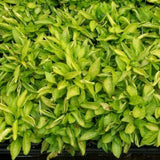 4 Bright Green Alternanthera Live Plants, 3–6 Inch Tall, Ornamental Foliage Plants for Garden Beds and Containers, No Pot