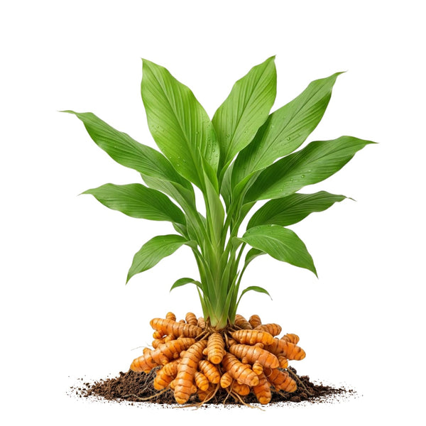 10 Yellow Turmeric Roots, Indoor Outdoor Plant