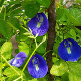 100 Butterfly Pea Seeds, Seeds for Home Garden