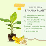 Sweet Banana Plant Live, Sweet Fruit Banana Tree 4-7 Inch Tall