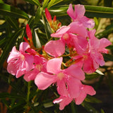 2 Pink Oleander Plants Live, Well-Rooted Starter Plant, 4-6 Inch Tall