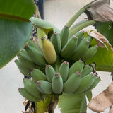 NAM Wah Banana Plant Live, Sweet Fruit Banana Tree 4-7 Inch Tall