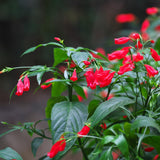 6 Red Mexican Petunia Live Plants, Live Starter Plant, 4-6 Inch Tall