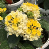 Set 2 Bright Yellow Lantana Live Plant 4-6 Inches Tall