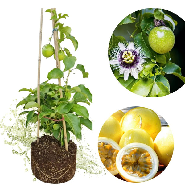 Passionfruit Plant Live, Starter Plant, 4-6 Inch Tall